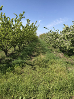 Sierra Orchards