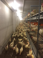 Cage-free environment