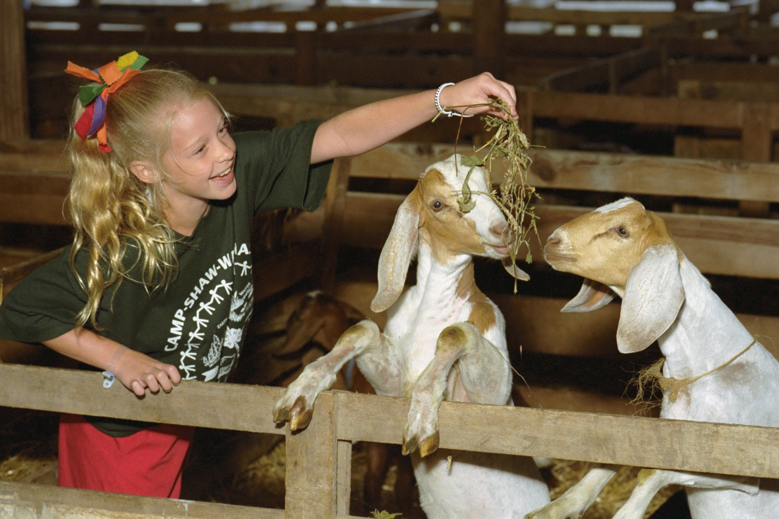 A child feeding goats. 