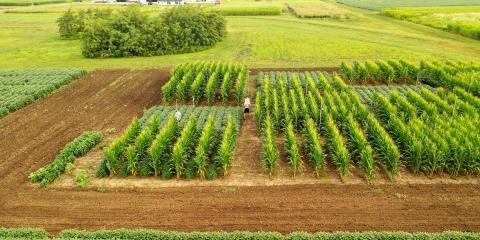 field with rows of green crops