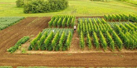 field with rows of green crops