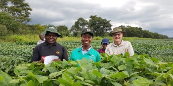 People standing amidst soybean plants in Africa